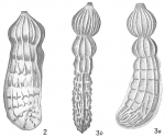 Marginulina philippinensis