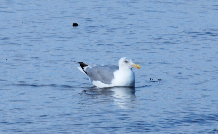 Larus argentatus, Herring gull