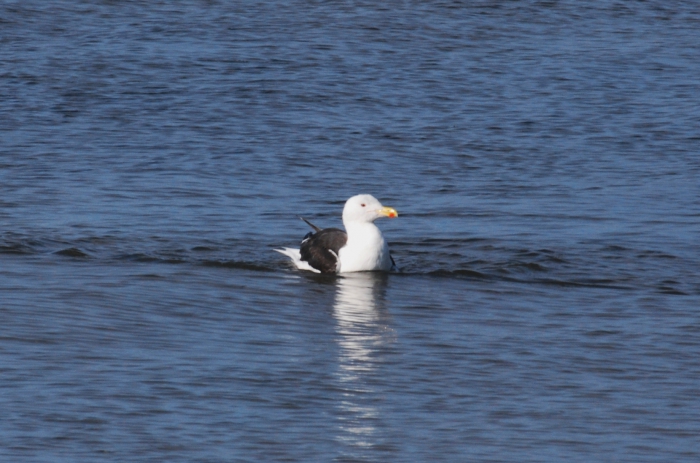 Larus marinus, Great black-backed gull