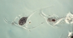 Amoebophyra ceratii in host Ceratium longipes
