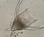 Macroalgae