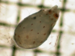 Berryteuthis, author: Fisheries and Oceans Canada, Moira Galbraith