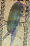 Clausocalanus lividus, author: Fisheries and Oceans Canada, Moira Galbraith