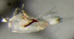 Crustacea (crustaceans)