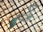 Euphysora, author: Fisheries and Oceans Canada, Moira Galbraith