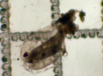 Cnidarians