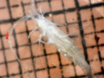 Pareucalanus parki, author: Fisheries and Oceans Canada, Moira Galbraith