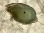Ostracoda