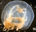 Scrippsia, author: Fisheries and Oceans Canada, Moira Galbraith