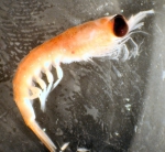 Euphausiacea