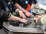 Opspoelen macrobenthos