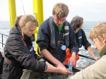 Opspoelen macrobenthos