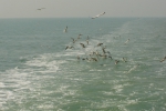 JPG file
