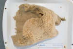 Porifera