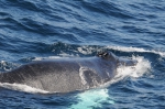 Mammals