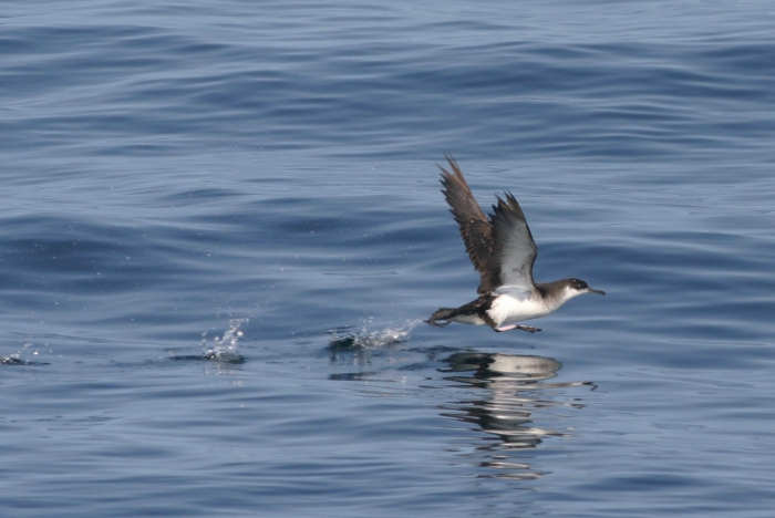 Manx Shearwater