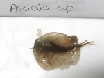 Ascidia sp.