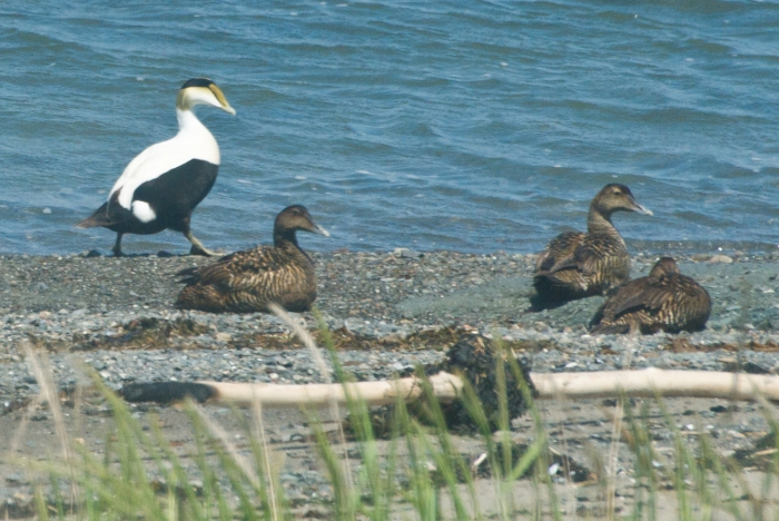 Somateria mollissima - common eider