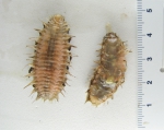Aphroditella hastata - small specimens