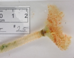 Chone infundibuliformis - live view