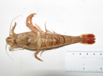 Argis dentata