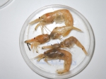 Bythocaris gracilis - group, author: Noz�res, Claude