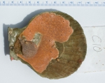 Aquatic Invasive Species