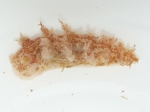Dendronotus frondosus - nudibranch