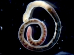 Galathowenia