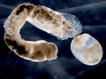 Hemichordates
