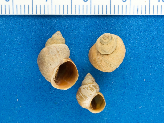 Littorina saxitalis - rough periwinkles