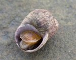 Littorina saxitalis - rough periwinkle (live)