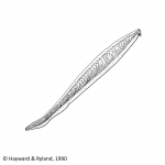 Cephalochordata
