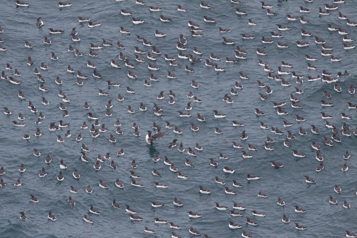 Common Murres