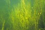 Macroalgae