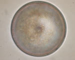 Coscinodiscus radiatus