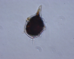Amylax tricantha, author: Fisheries and Oceans Canada, Dalhousie University, Rajashree Gouda