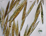 Phytoplankton