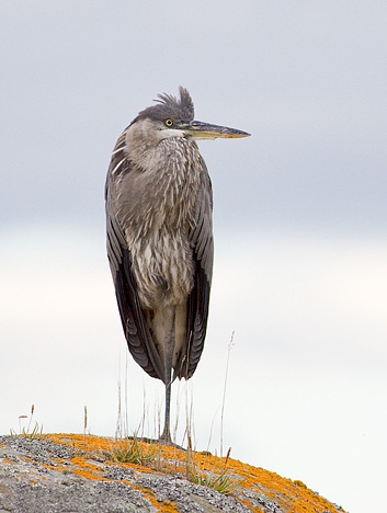 Ardea herodius - Great Blue Heron