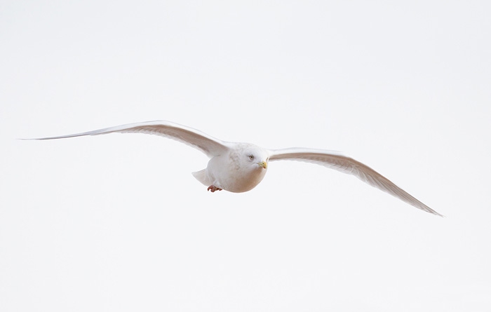 Iceland Gull