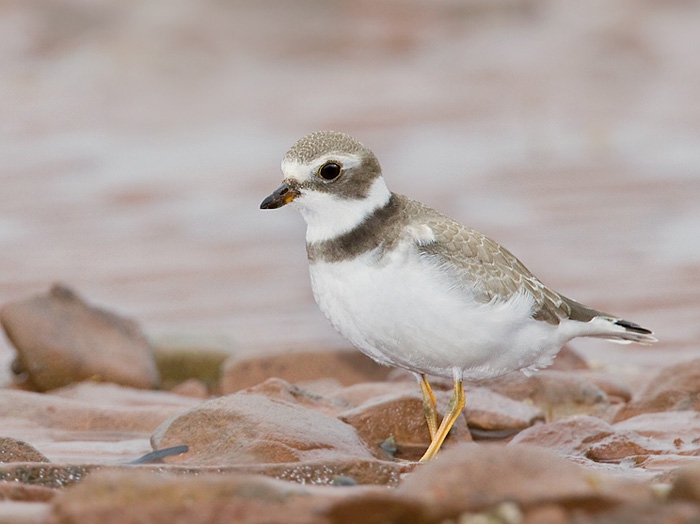 Charadrius semipalmatus - Semipalmated Plover