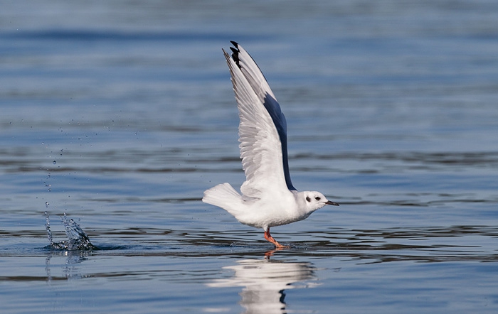 Bonaparte's Gull