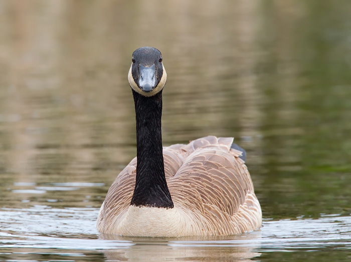 Canada Goose