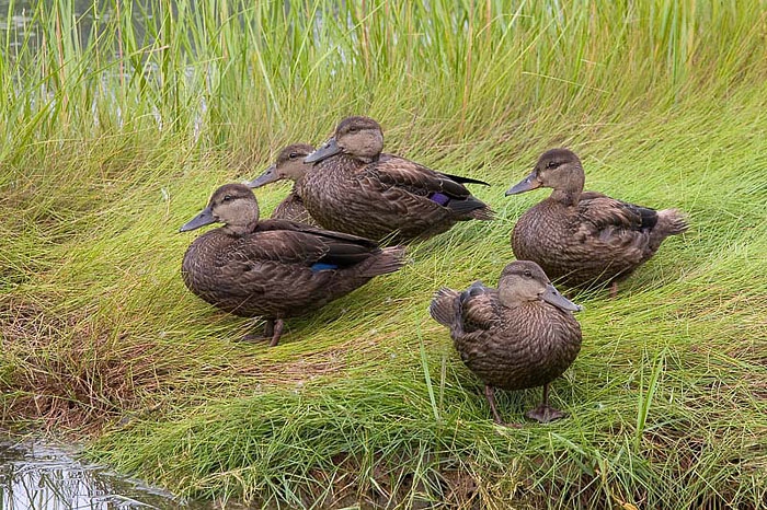 American Black Duck