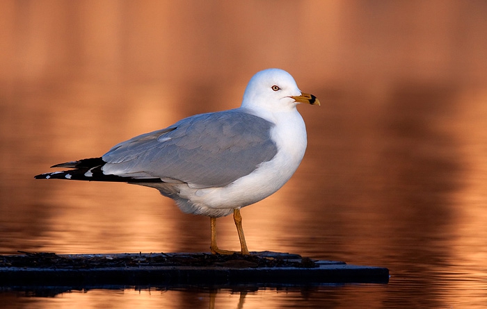 Ring-billed Gull