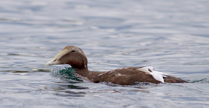 Common Eider