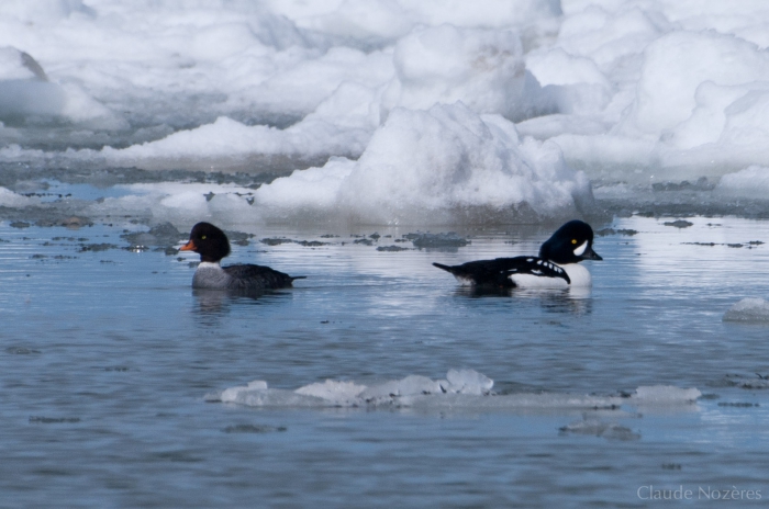 Barrow's goldeneye (pair)