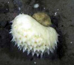 Sponges