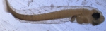 Sebastes fasciatus larvae, author: Fisheries and Oceans Canada, J.M. Spry