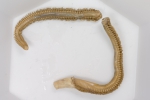 Nephtys caeca (conserved)